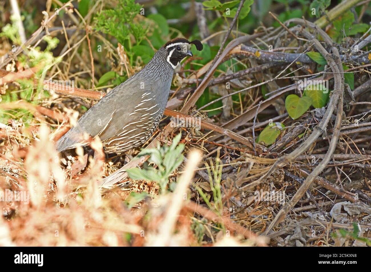 Colin de Californie Banque D'Images