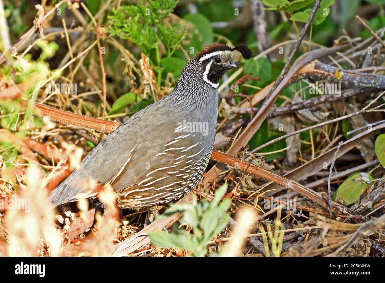 Colin de Californie Banque D'Images