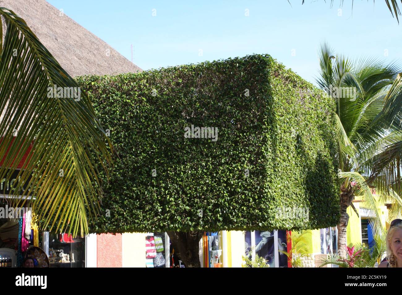 Brousse verte et carrée à Cozumel, au Mexique Banque D'Images