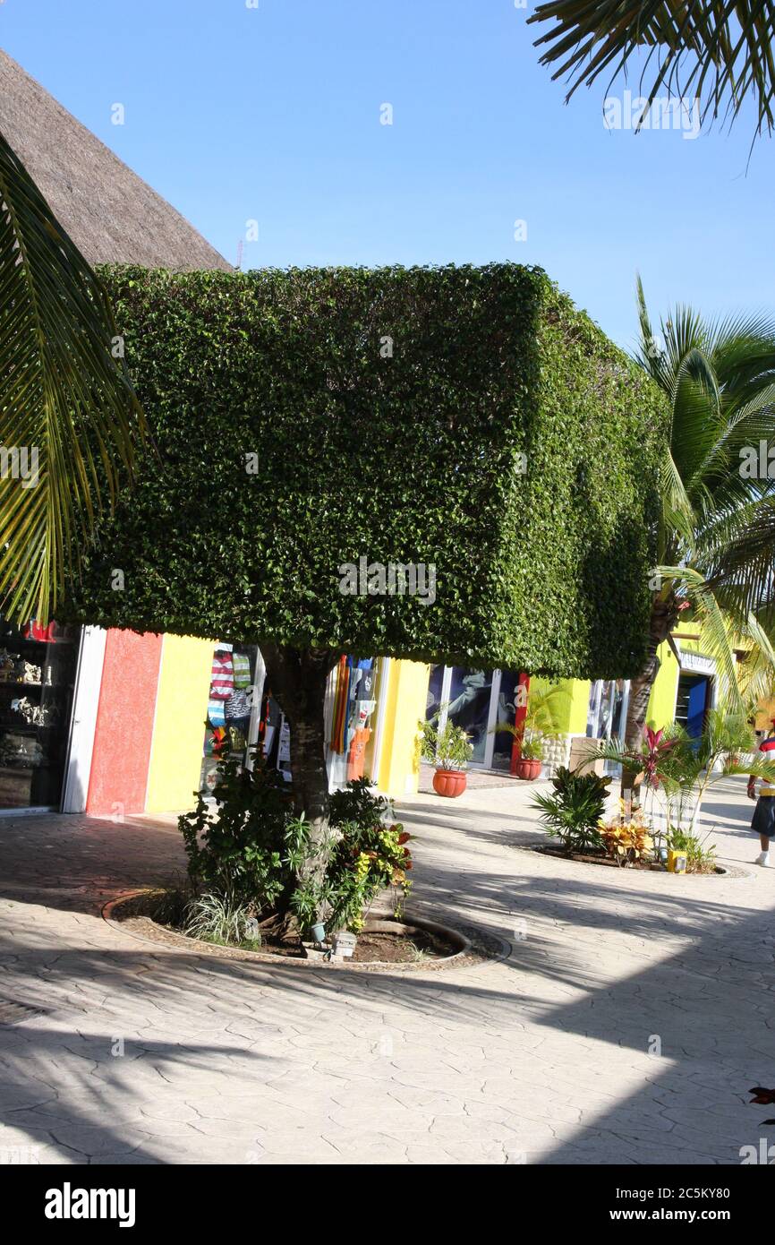 Brousse verte et carrée à Cozumel, au Mexique Banque D'Images