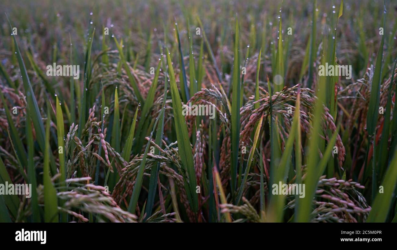Fond d'écran de rizière Banque de photographies et d’images à haute ...
