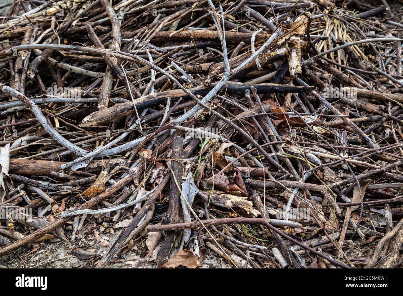 Pile de branches sèches de différents arbres écrasées en petits morceaux. Matériel pour fournir un abri, pour les insectes, pour les insectes hôtel, bug hôtel ou bugs maison Banque D'Images