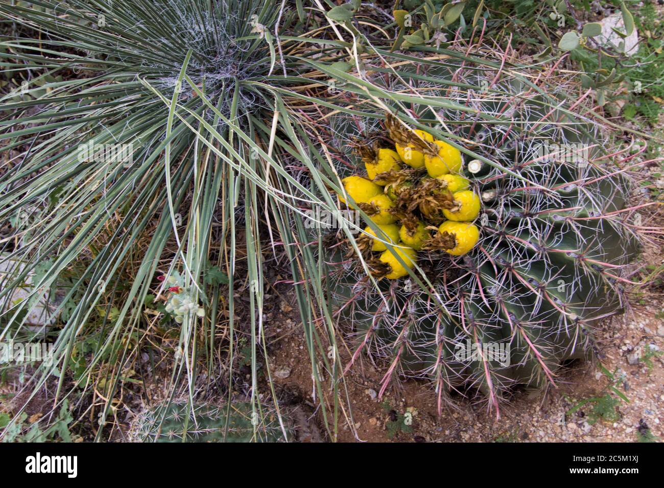 Fruits de cactus en fût. Le fruit de cactus cylindrique est comestible et riche en vitamine A et C. Banque D'Images