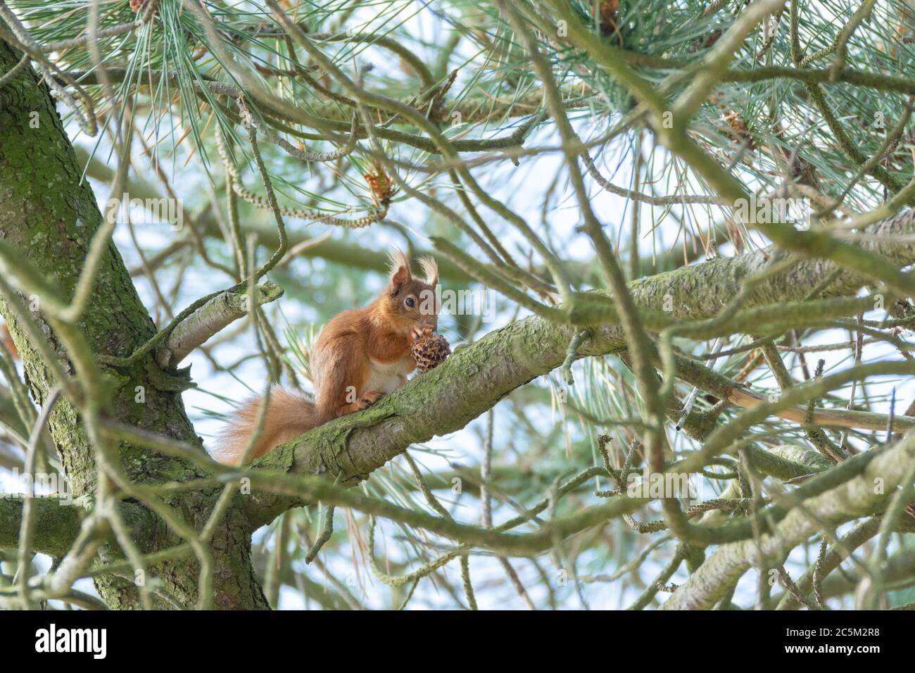 Écureuil roux irlandais (Sciurus vulgaris) mangeant une pinécone dans les arbres Banque D'Images