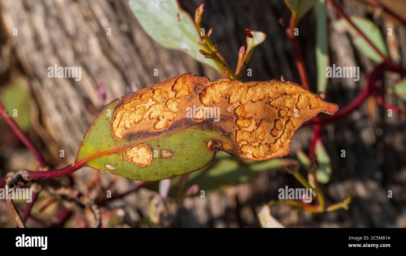 Croissance inhabituelle sur une feuille d'un eucalyptus connu sous le nom de Mallee rouge Banque D'Images