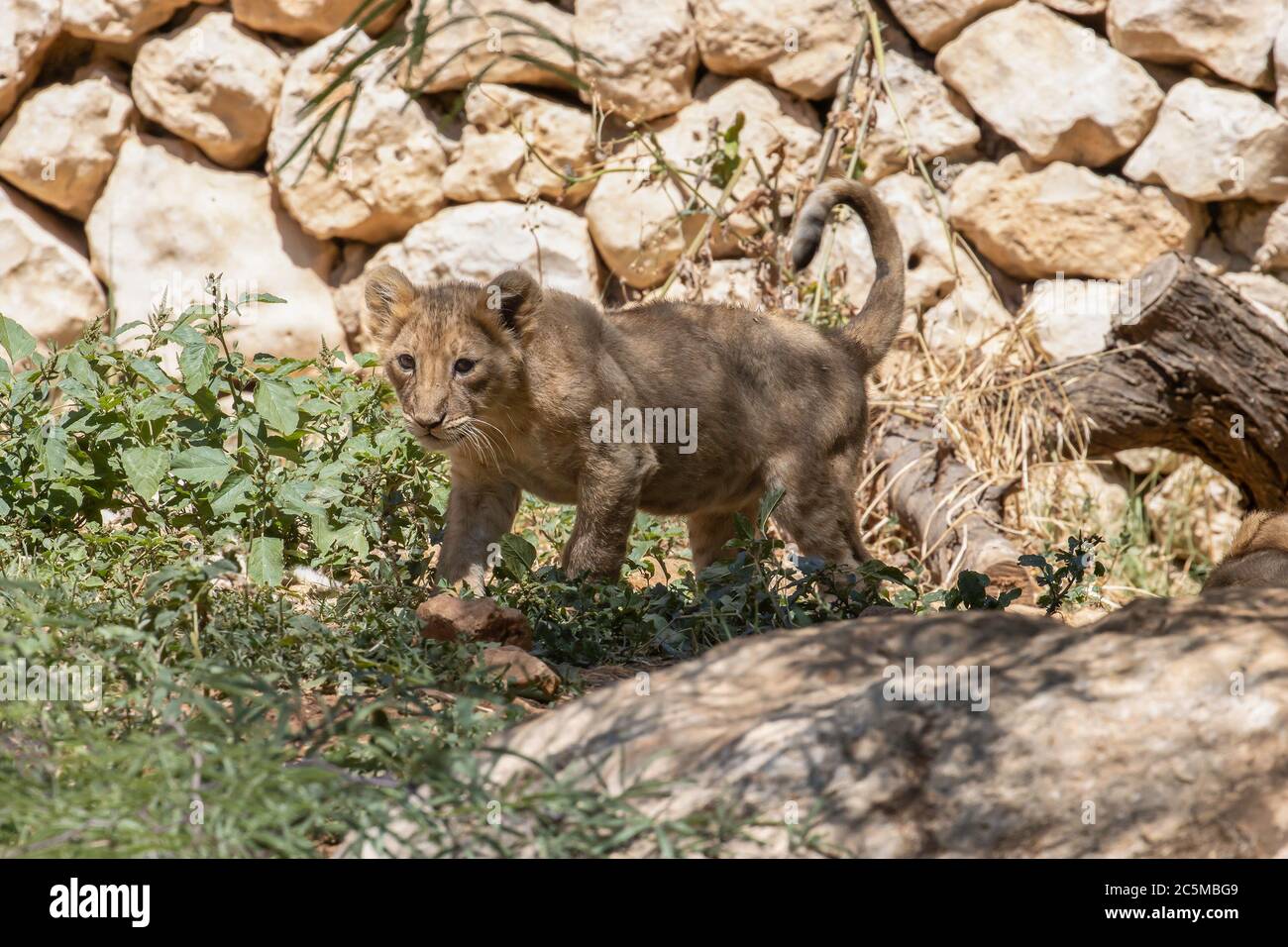 Un jeune lion asiatique dans son complexe dans le zoo de Jérusalem, Israël. Banque D'Images