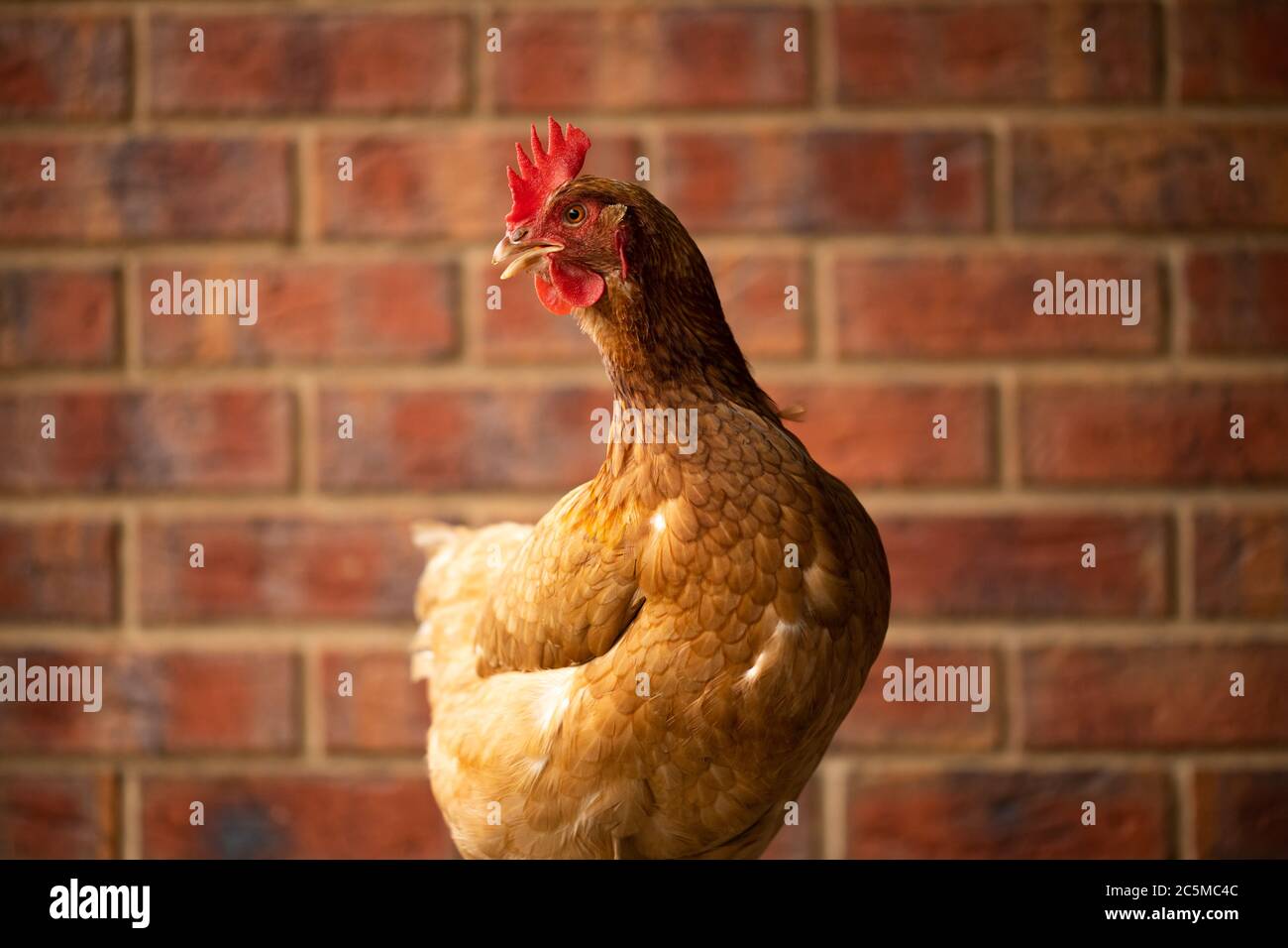 Un poulet brun ISA de gamme libre pontant des œufs avec des briques dans le fond du sol Banque D'Images