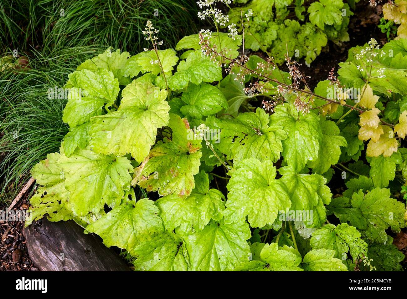 Heuchera 'Electric Lime' Heuchera feuilles de juillet formation de la plante jardin Heucheras croissance feuillage plante ornementale ombre plantes d'été cloches de corail Banque D'Images