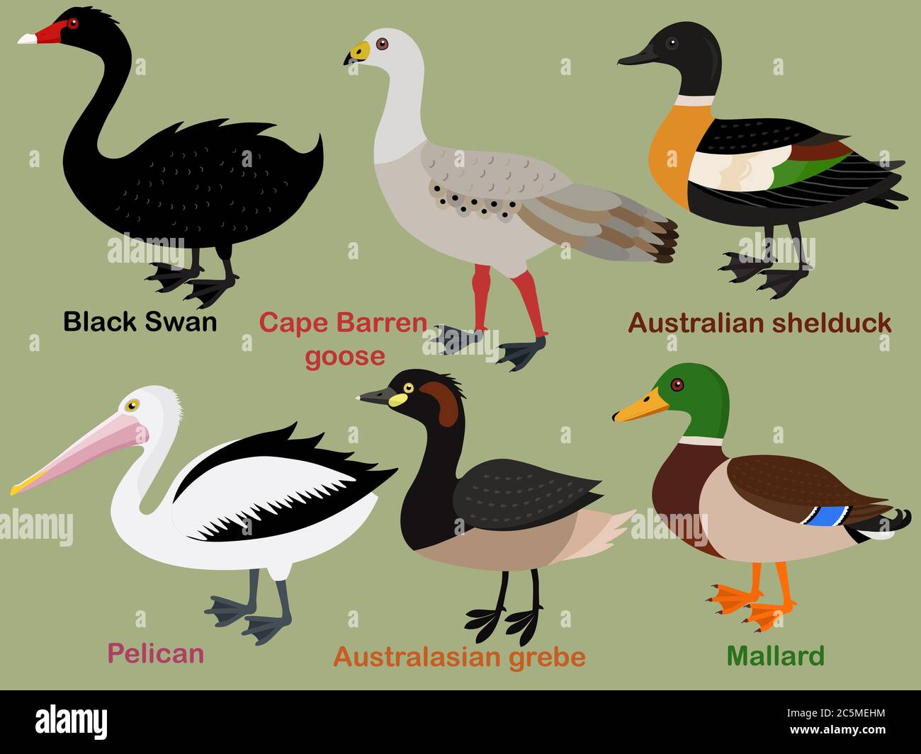 Ensemble d'illustrations de vecteur d'oiseau mignon, Mallard, Grebe, Shelduck, Pelican, Swan, Oies du Cap-Barren. Collection de dessins animés d'oiseaux colorés Illustration de Vecteur