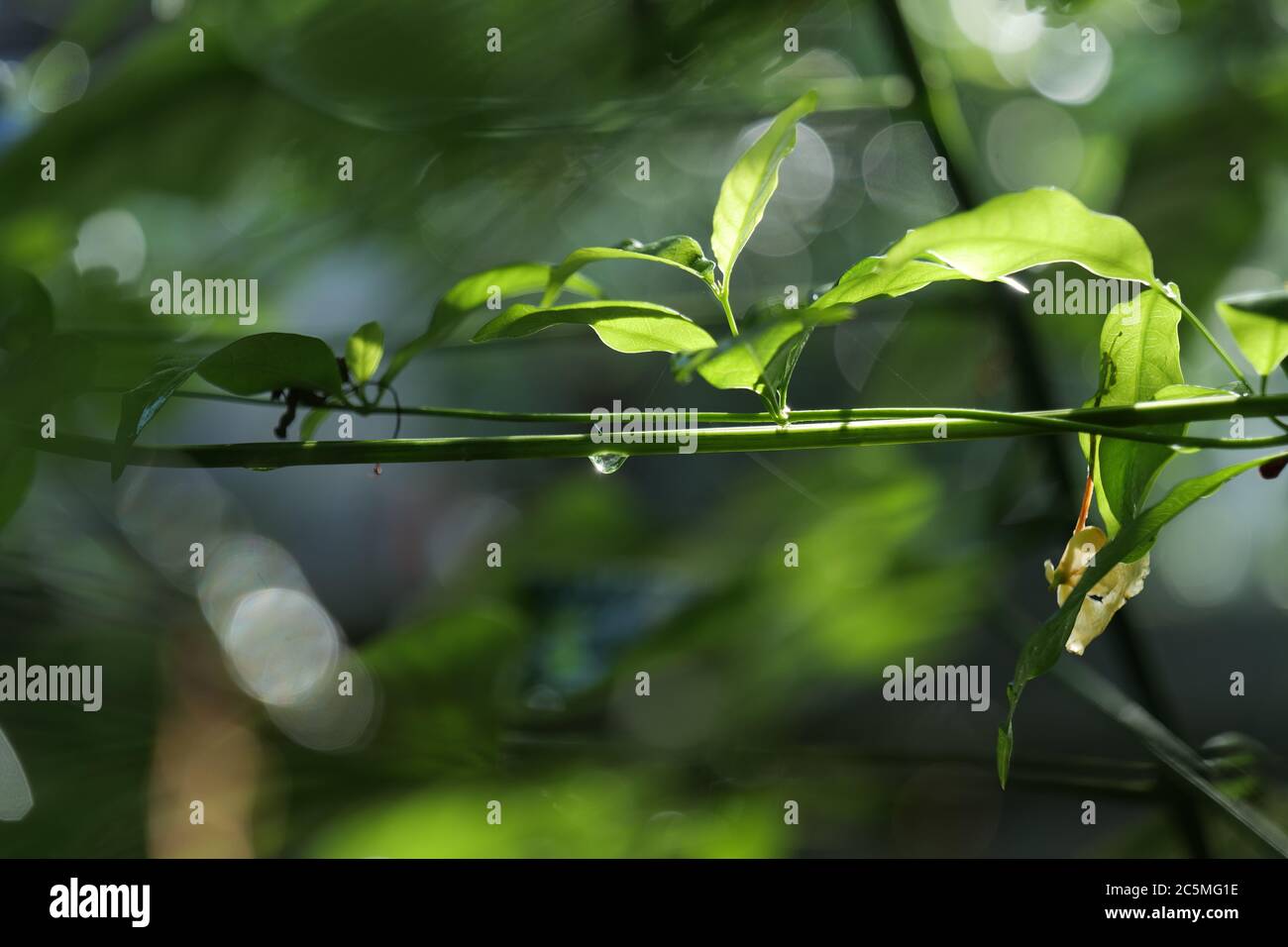 Goutte d'eau dans les feuilles avec flou et vert magnifique fond Banque D'Images