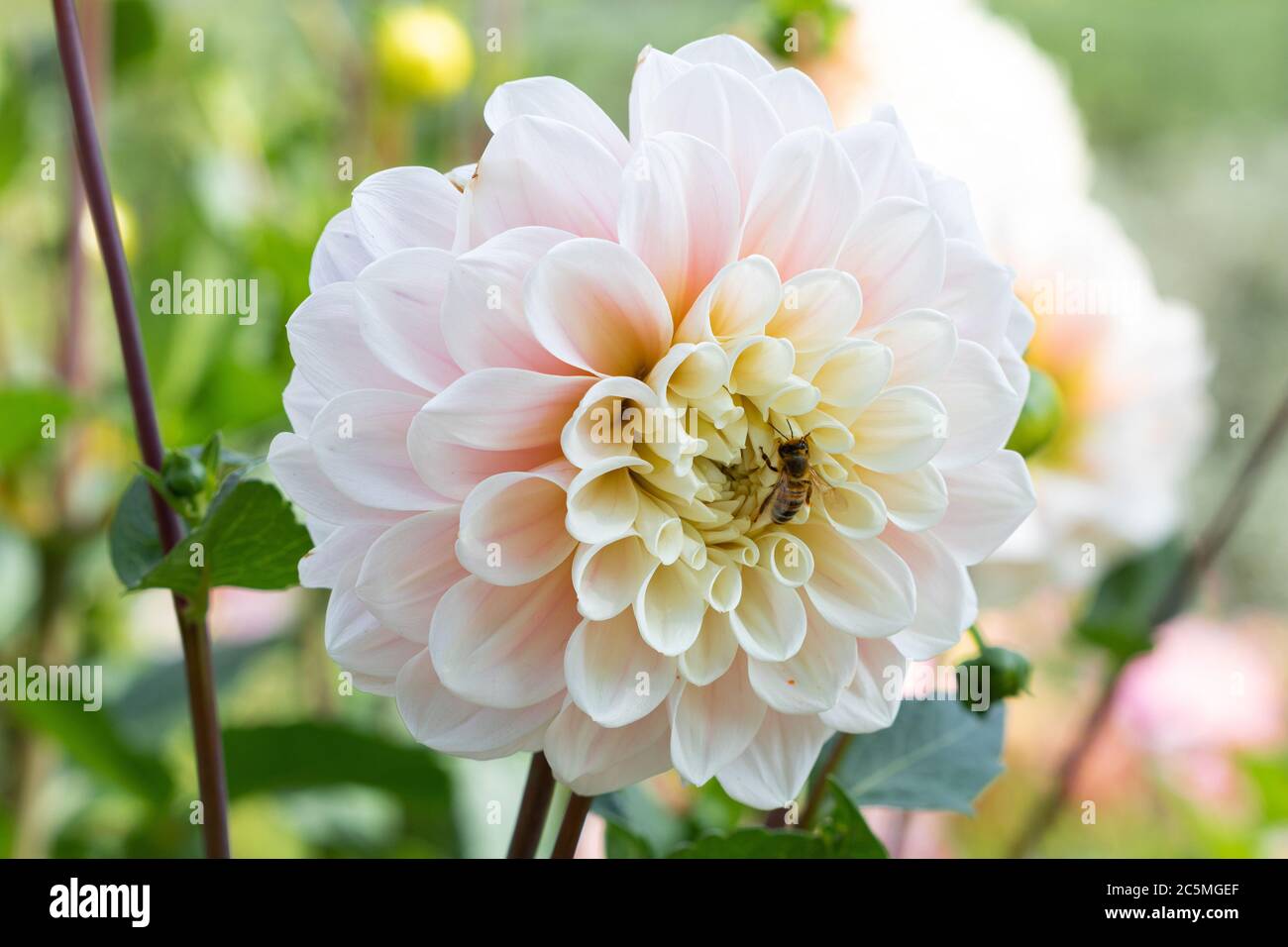 Abeille sur les fleurs de dahlia Swee Nahalie tmacro Banque D'Images