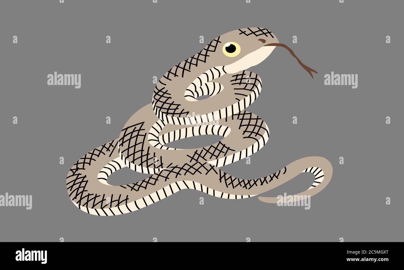 Serpent de dessin animé langue protubérante, corps brun strié, yeux regardant la proie. Image vectorielle sur fond gris. Banque D'Images