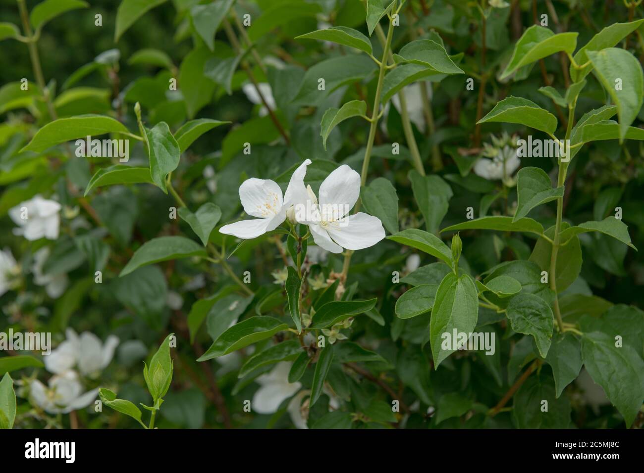 Fleurs d'été fleurs blanches d'un arbuste à feuilles caduques (Philadelphus 'Virginal') en pleine croissance dans un jardin de campagne à Devon rural, Angleterre, Banque D'Images