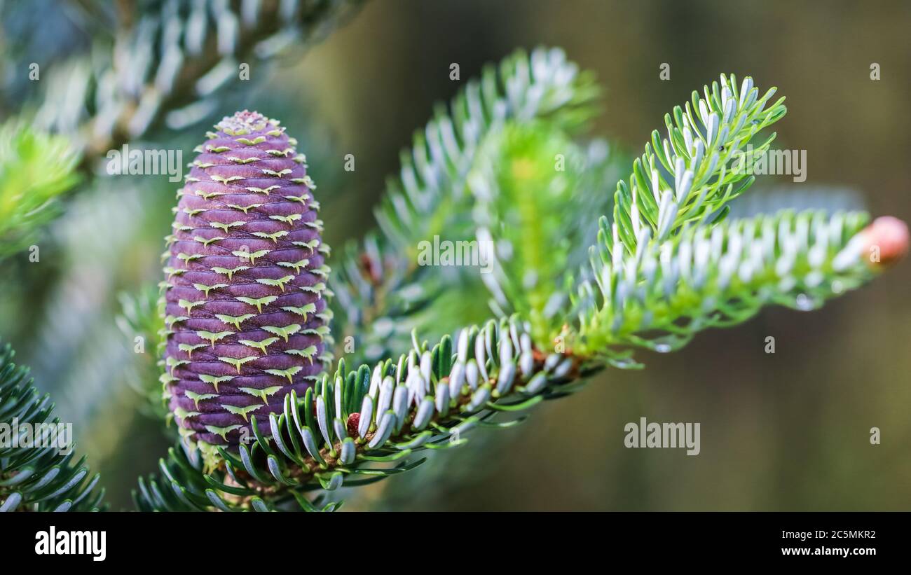 Une branche de sapin coréen avec de jeunes cônes dans le jardin de printemps Banque D'Images
