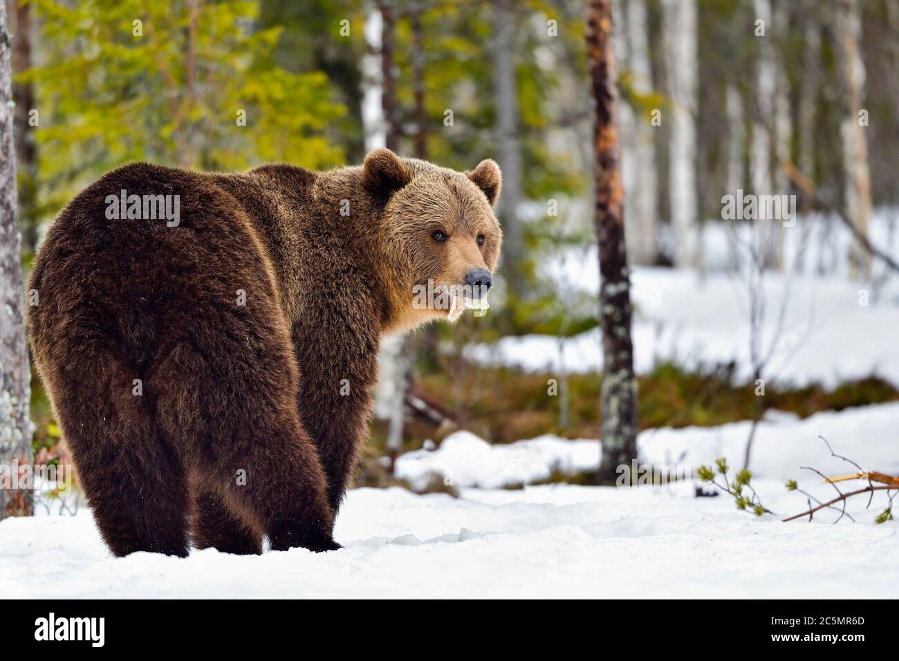 L'ours brun a des restes du déjeuner accroché à la bouche. Banque D'Images