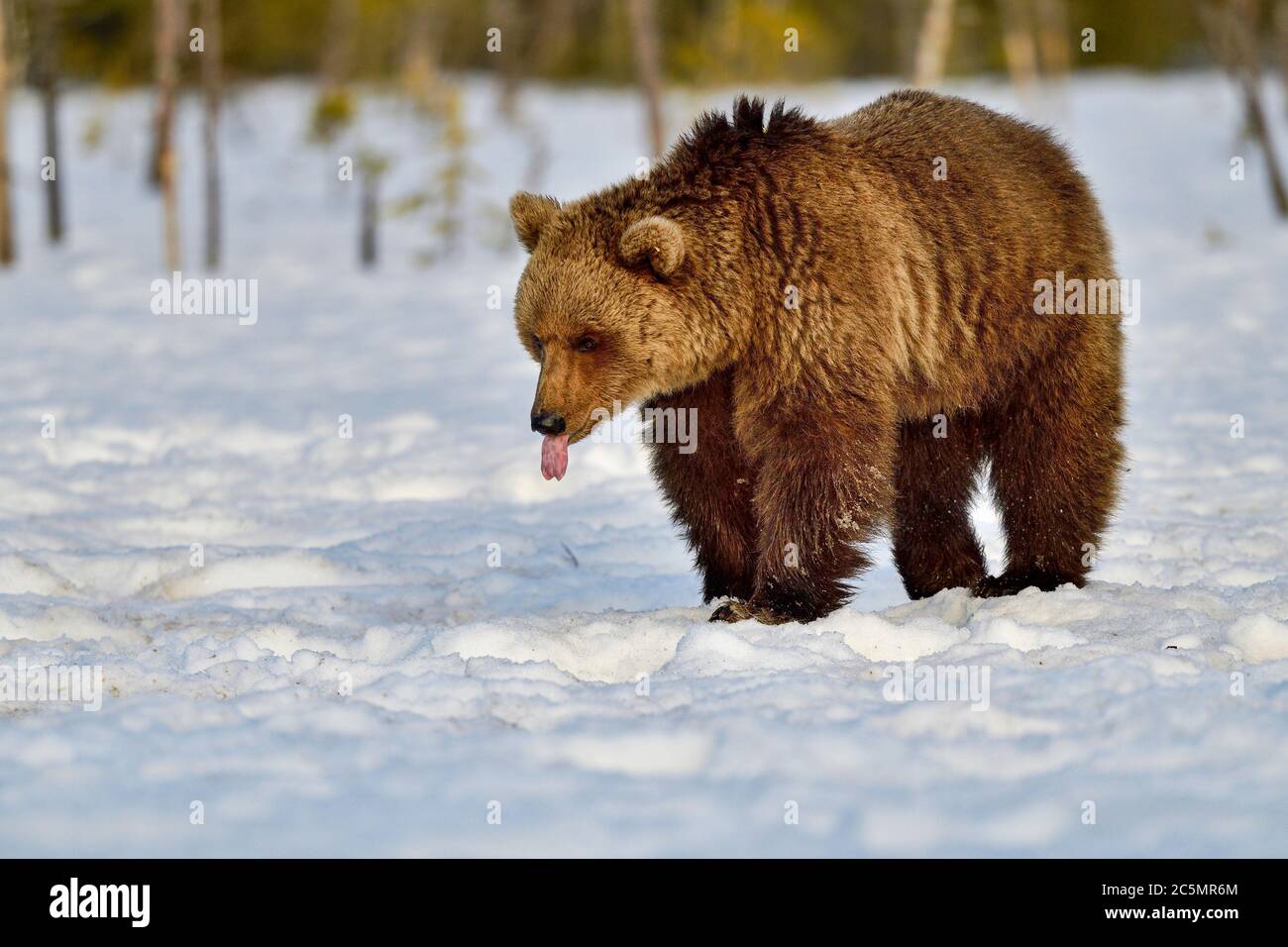 L'ours brun se détend la langue en la tirant Banque D'Images