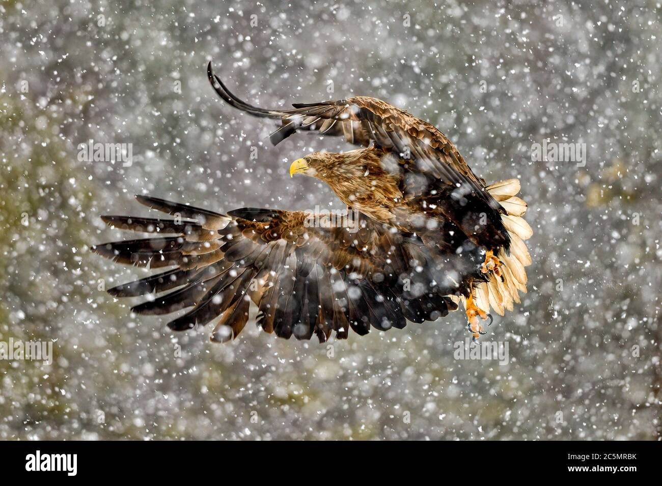 Aigle à queue blanche en forte chute de neige Banque D'Images