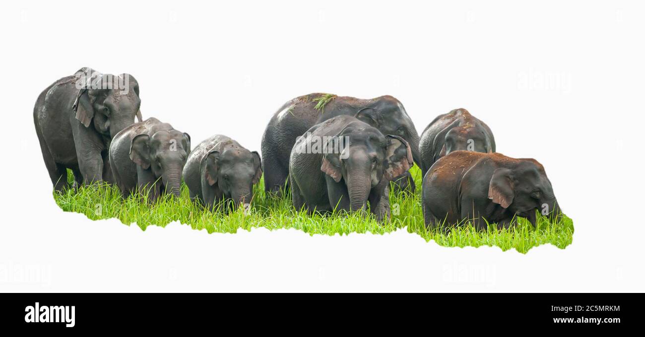 Un troupeau d'éléphants d'Asie paître sur la prairie verte le matin de la pluie. Parc national de Khao Yai, Thaïlande. Isolé sur fond blanc. Banque D'Images