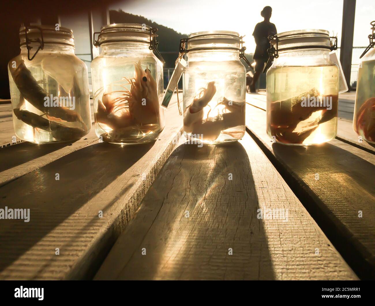 Spécimen de poisson de mer conservé dans des bocaux en verre au musée en plein air, animaux en jarre dans une collection scientifique de musée d'ichtyologie. Thaïlande. Banque D'Images