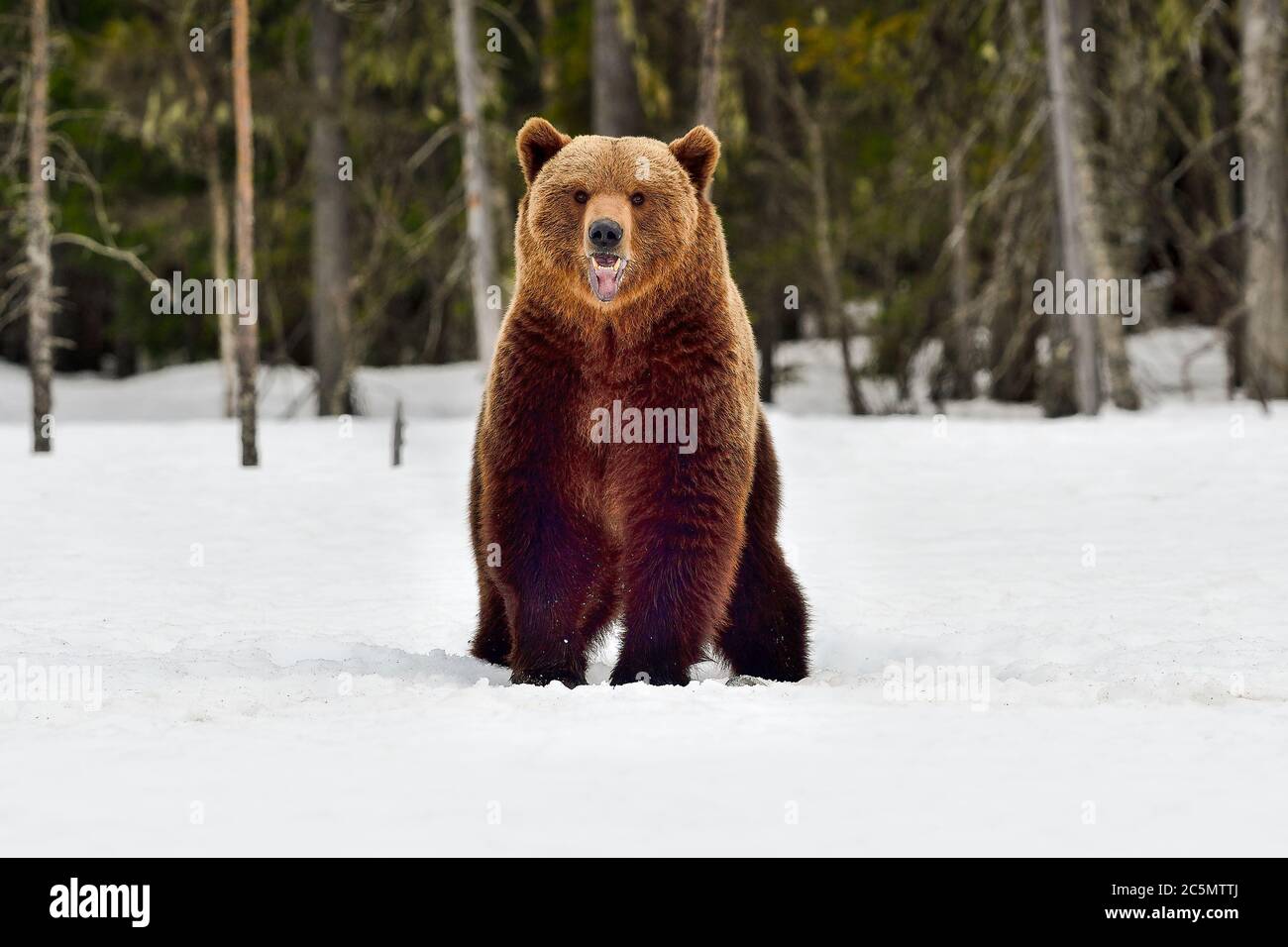 Le Big Brown Bear obtient une meilleure vue sur les environs en se tenant debout et en sentant l'air. Banque D'Images