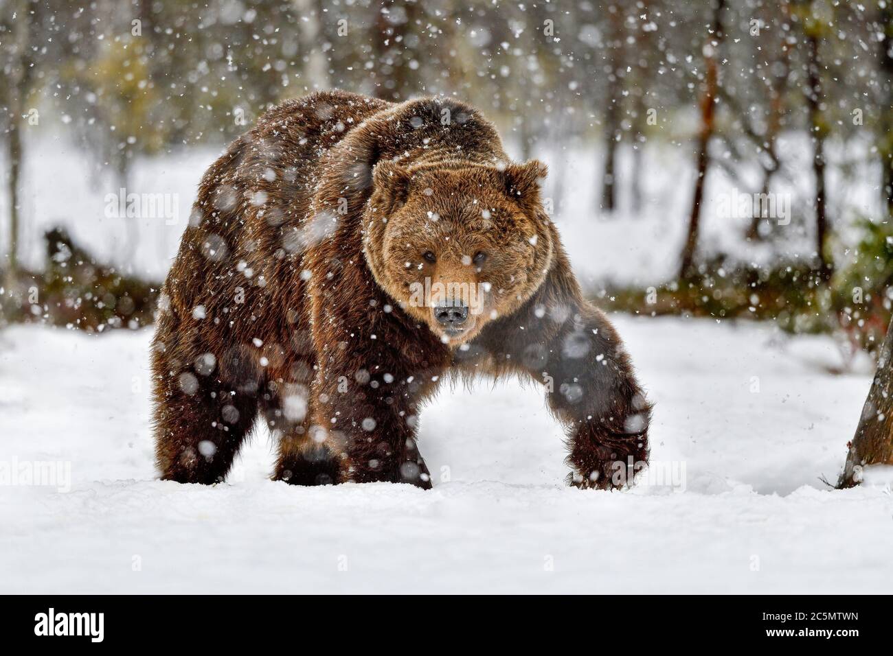 Grand ours brun dans le blizzard de neige. On pourrait dire que cette personne est un mâle alpha. Banque D'Images