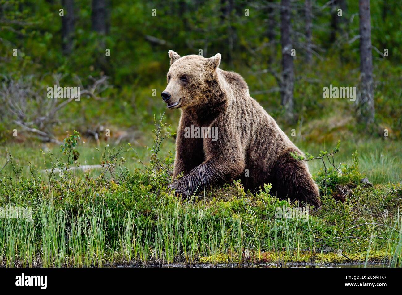 'Sitting Bull'. L'ours brun, c'est la fin de nuit et il est temps de prendre une pause et de processus. Banque D'Images