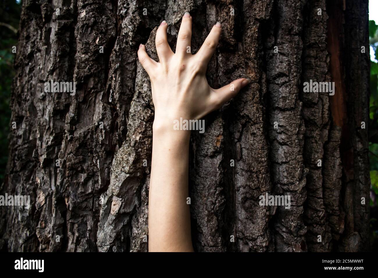 La main de la femme se déplace sur l'arbre. Peut être utilisé dans le design effrayant en horreur. Une main femelle avec de longs ongles sur un fond sombre Banque D'Images