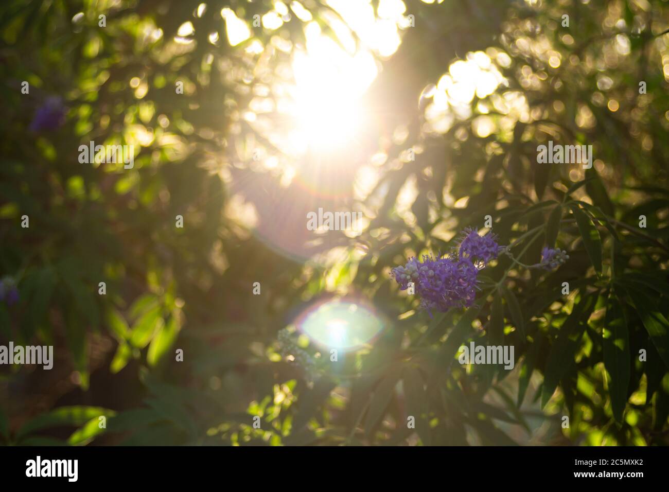Fleurs violettes sur un arbre au bout des branches dans un parc d'été Banque D'Images