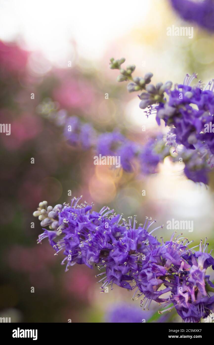 Fleurs violettes sur un arbre au bout des branches dans un parc d'été Banque D'Images