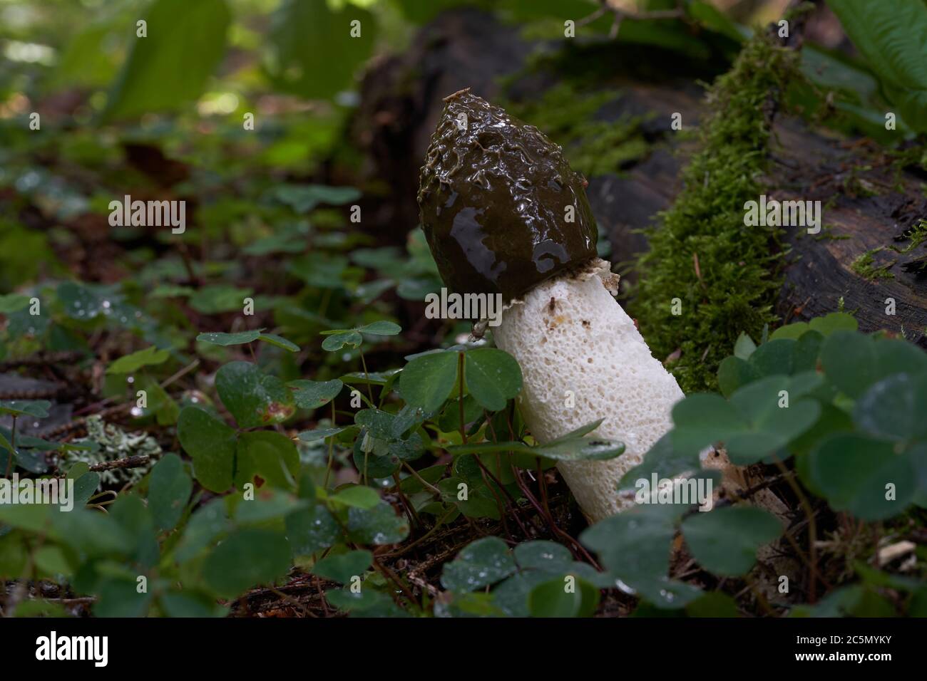 Champignon non comestible Phallus impudicus croissant dans l'endroit humide entre les plantes de la vieille forêt d'épinette. Également appelé corne de rose commune. Banque D'Images