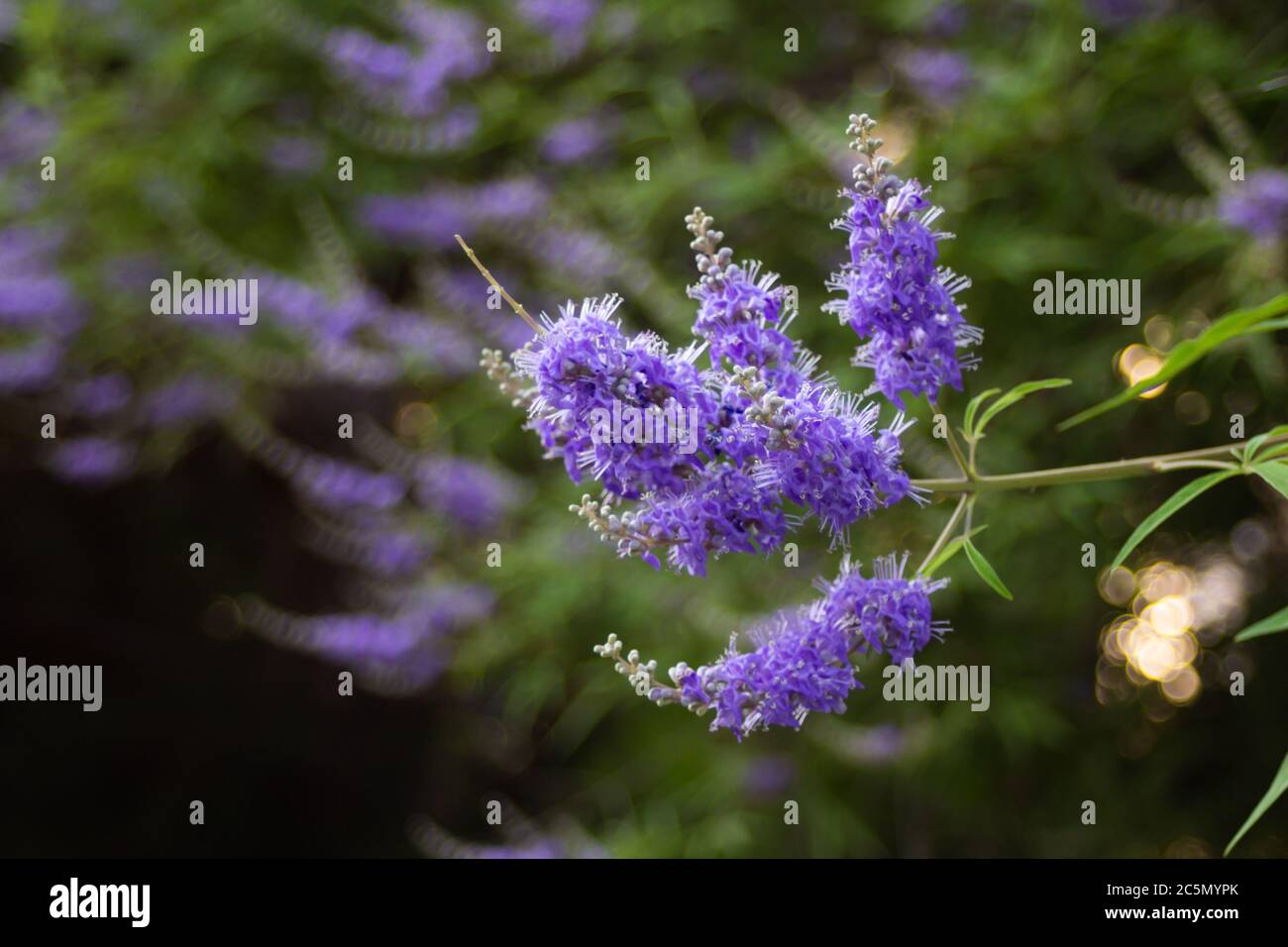 Fleurs violettes sur un arbre au bout des branches dans un parc d'été Banque D'Images