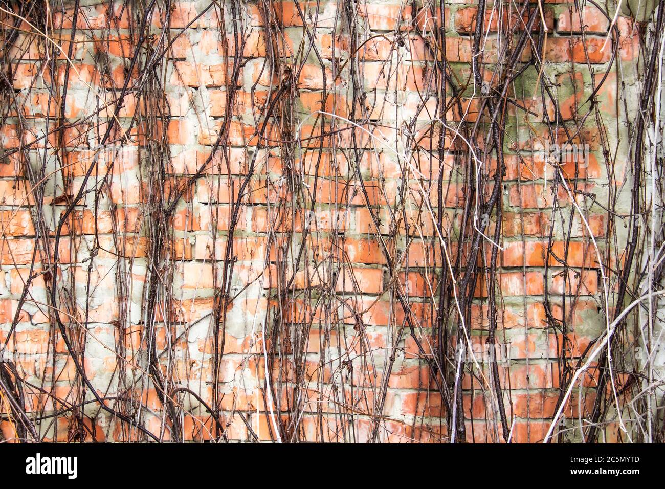 Mur de briques avec branches sans feuilles de raisins sauvages. Vieux mur de briques rouges et blanches avec des branches d'une vigne séchée avec fissures gros plan texture arrière Banque D'Images