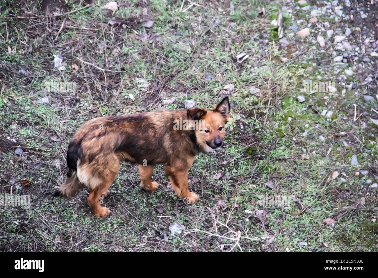 Pauvre chien maigre sans abri contre une herbe sale Banque D'Images