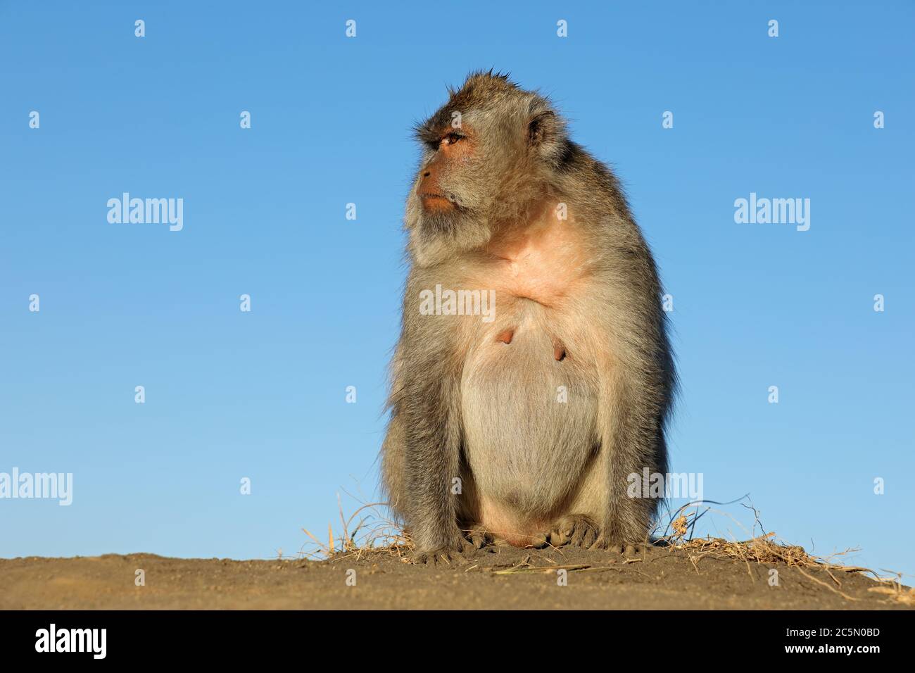 À longue queue balinais singe (Macaca fascicularis), Ubud, Bali, Indonésie Banque D'Images