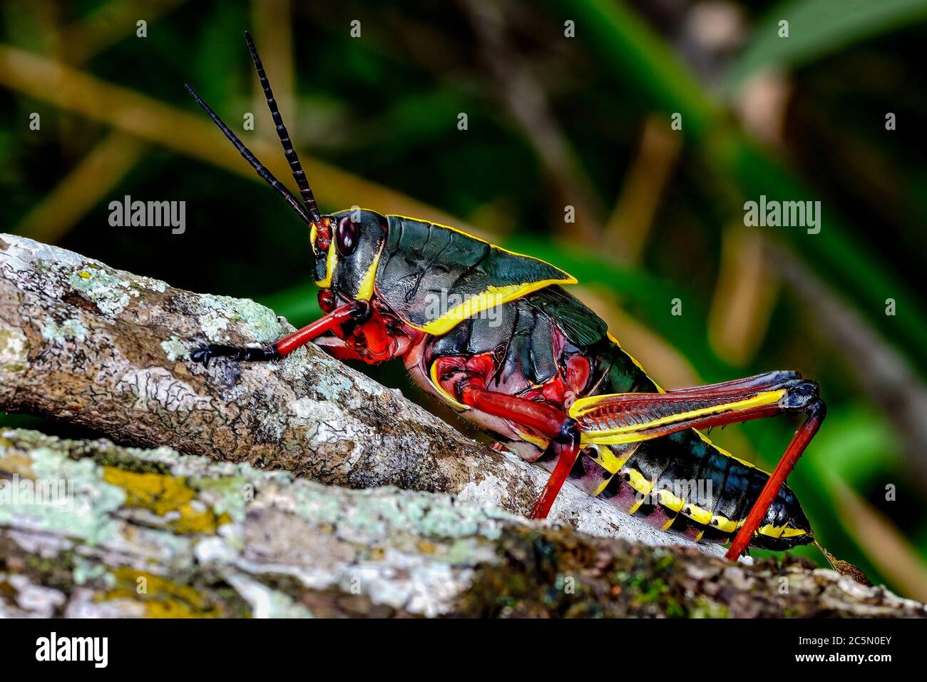 Eastern lubber grasshopper Banque D'Images