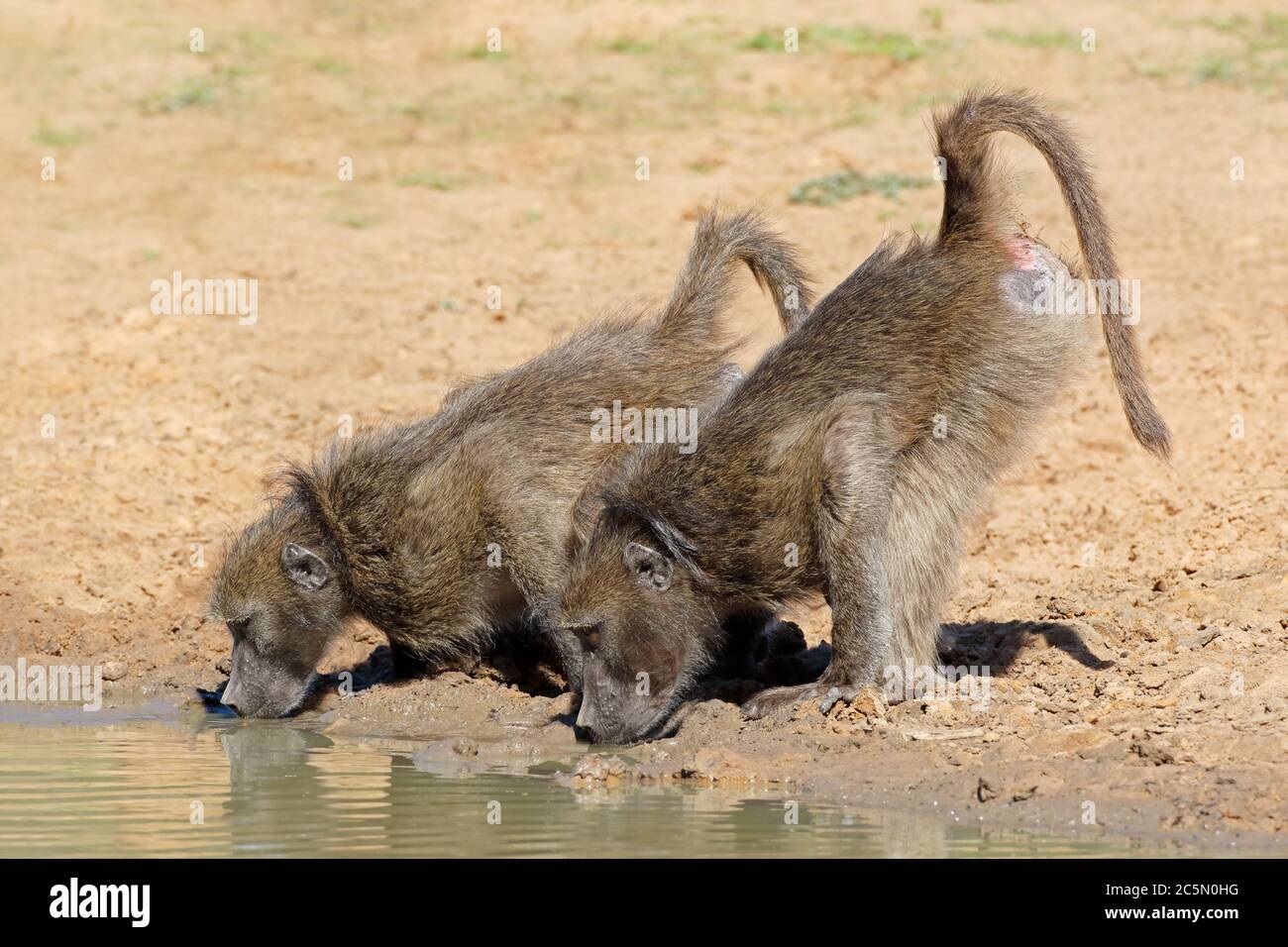 Deux babouins de chacma (Papio ursinus), réserve de gibier de Mkuze, Afrique du Sud Banque D'Images