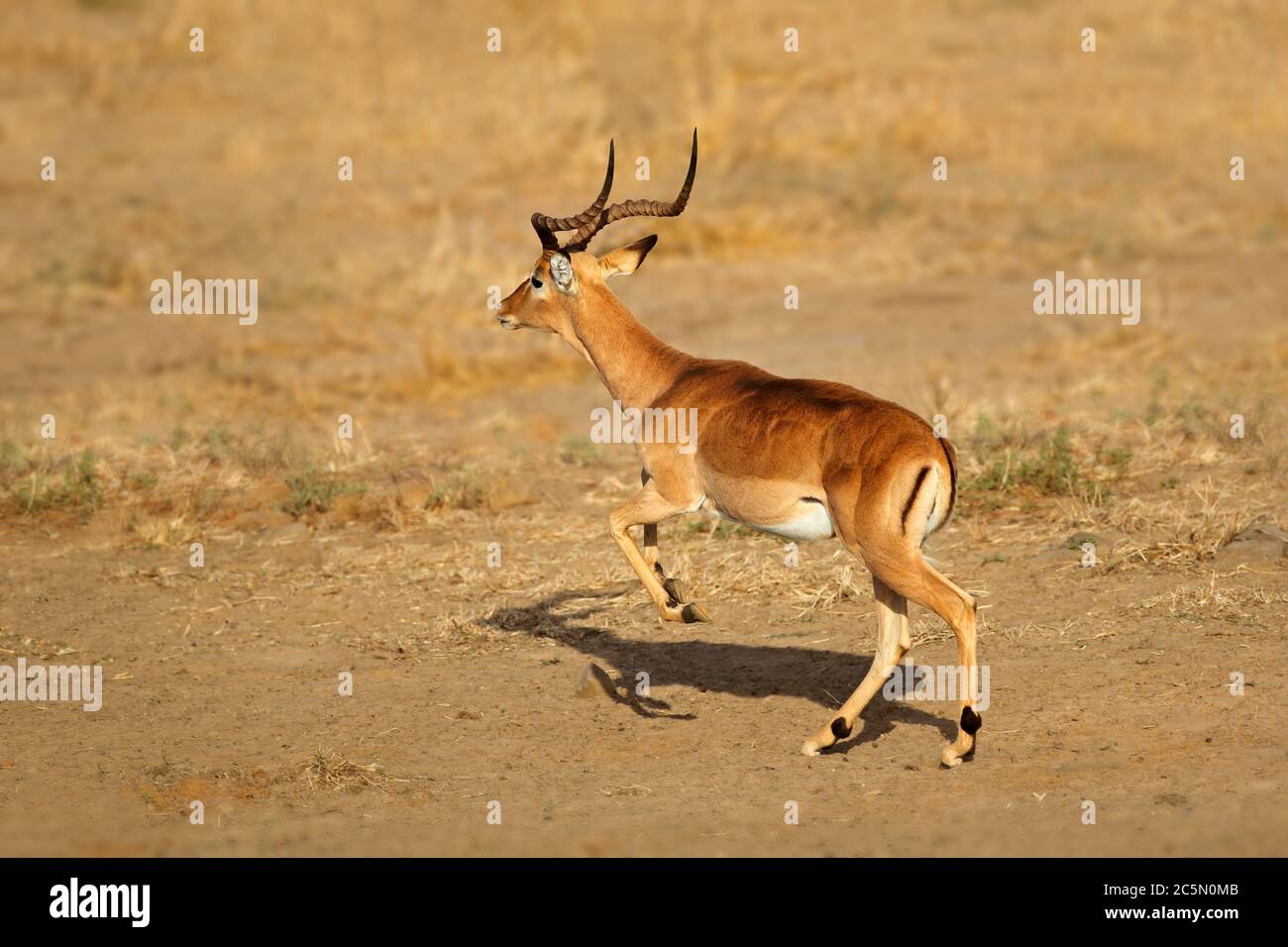 Antilope mâle d'impala (Aepyceros melampus) en course, Parc national Kruger, Afrique du Sud Banque D'Images
