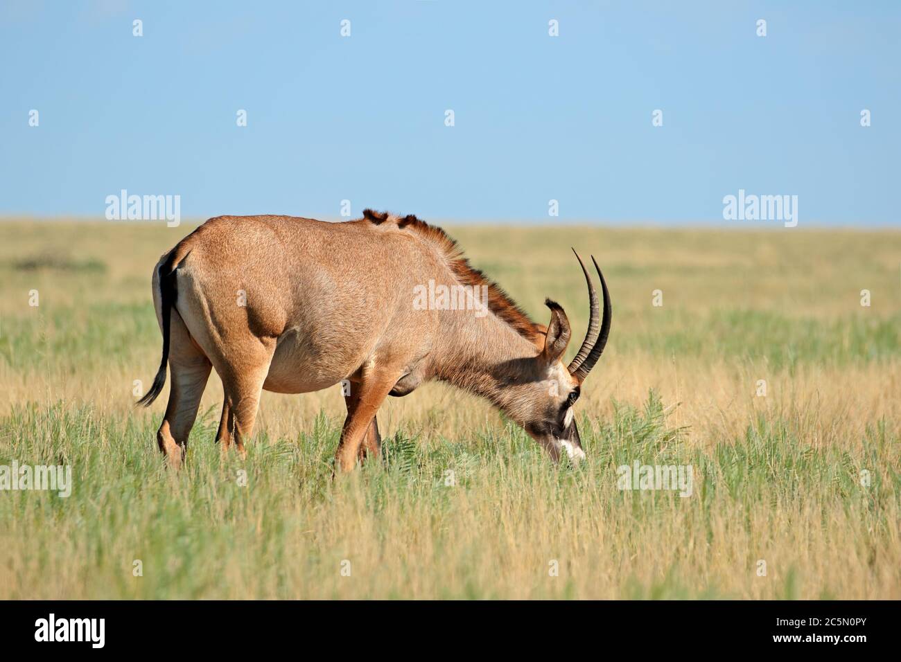 Un antilope roan rare (Hippotragus equinus) dans les prairies ouvertes, parc national de Mokala, Afrique du Sud Banque D'Images