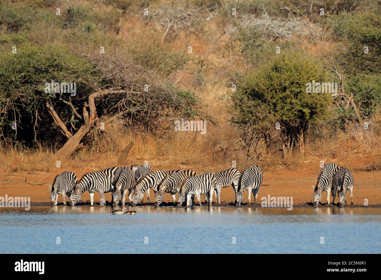 Troupeau de zèbres des plaines (Equus burchelli) eau potable, Kruger National Park, Afrique du Sud Banque D'Images