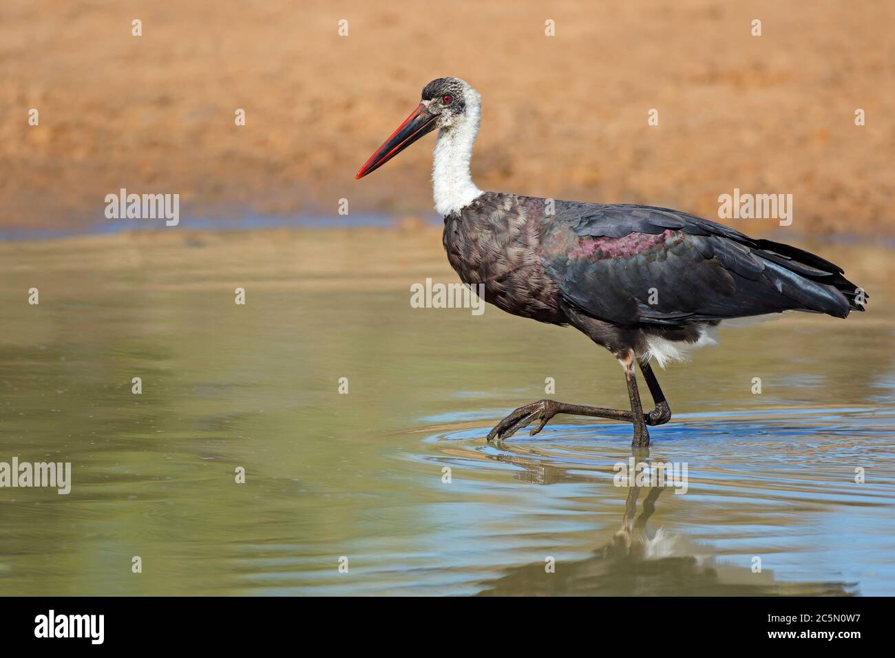 Woolly-necked stork (Ciconia episcopus) debout dans l'eau peu profonde, Afrique du Sud Banque D'Images