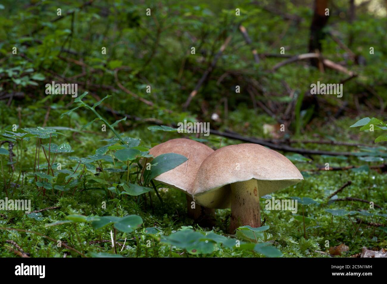 Deux champignons sauvages Caloboletus calopus poussant dans la forêt humide d'épinette dans la mousse. Également connu sous le nom de bolete de hêtre amer ou bolete de cramoisi-tige. Banque D'Images