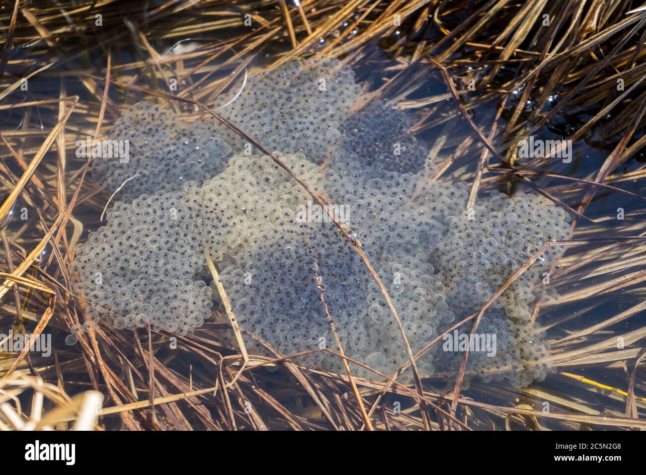 grenouille caviar dans l'eau. La naissance des têtards de grenouille dans l'étang Banque D'Images