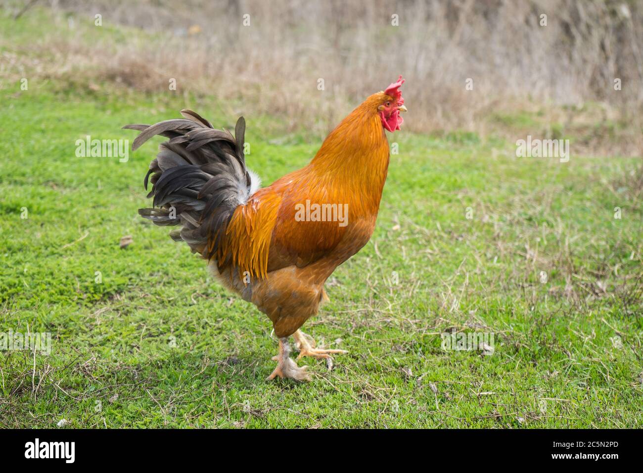 coq brun sur herbe verte dans le village. Robinet pour une promenade. .bétail Banque D'Images