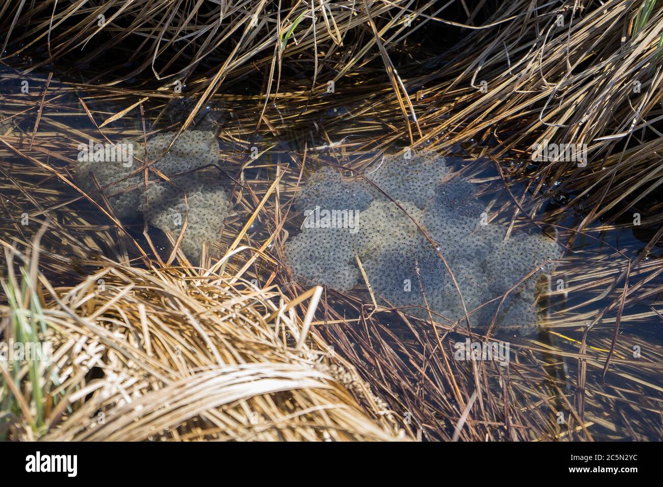 grenouille caviar dans l'eau. La naissance des têtards de grenouille dans l'étang Banque D'Images