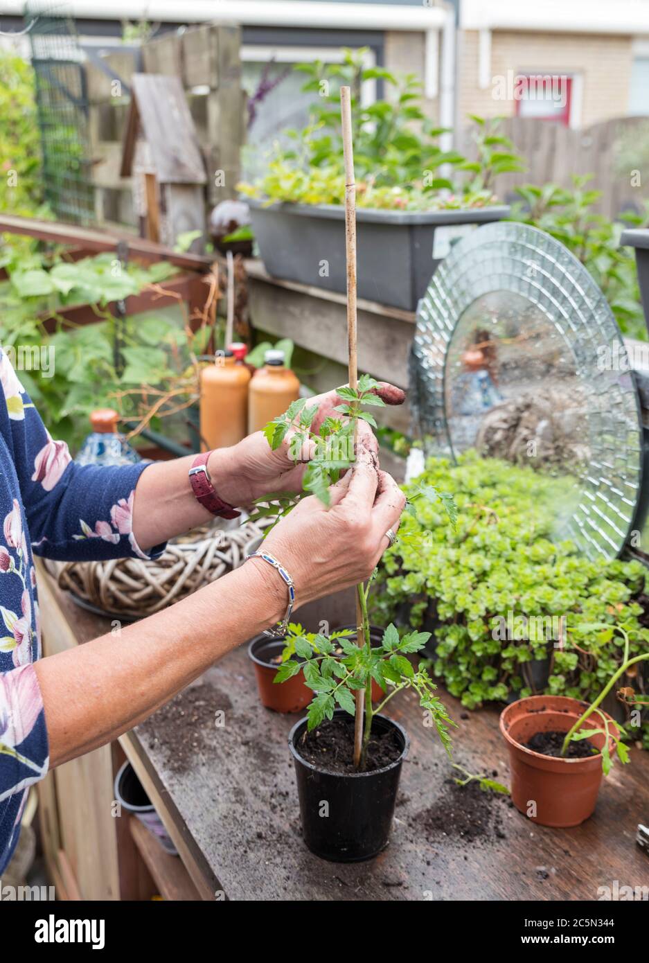 femme adulte occupée dans le jardin mettant une jeune usine de tomate dans une plus grande casserole sur une table de jardin en bois Banque D'Images