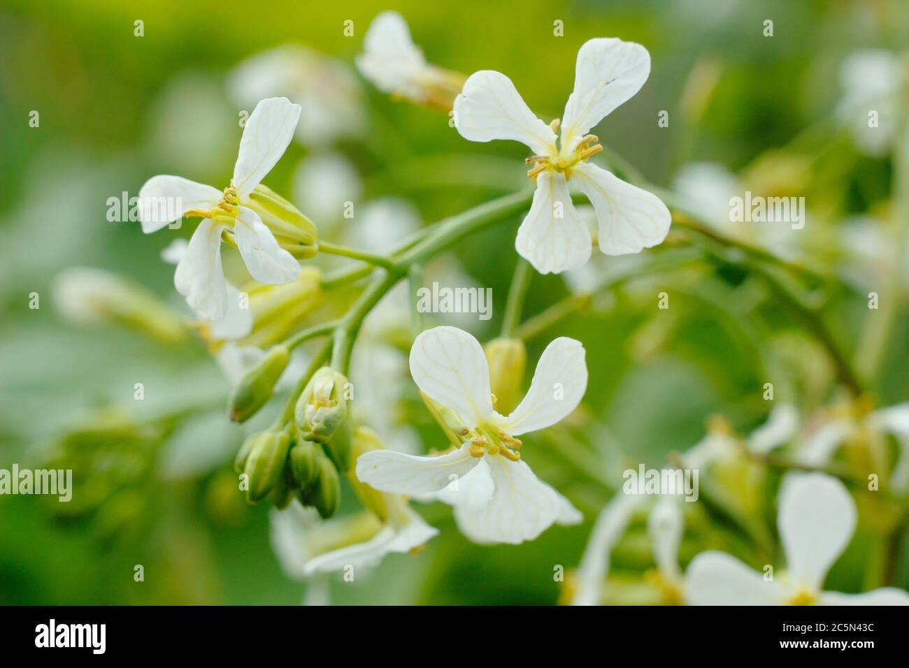 Raphanus sativus. Fleurs d'une usine de radis boulonnée dans un jardin de potager anglais. ROYAUME-UNI Banque D'Images