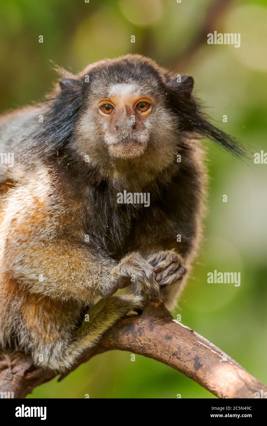 Marmoset touffeté noir - Callithirix penicillata, portrait de beau petit primate timide provenant de forêts sud-américaines, Brésil. Banque D'Images