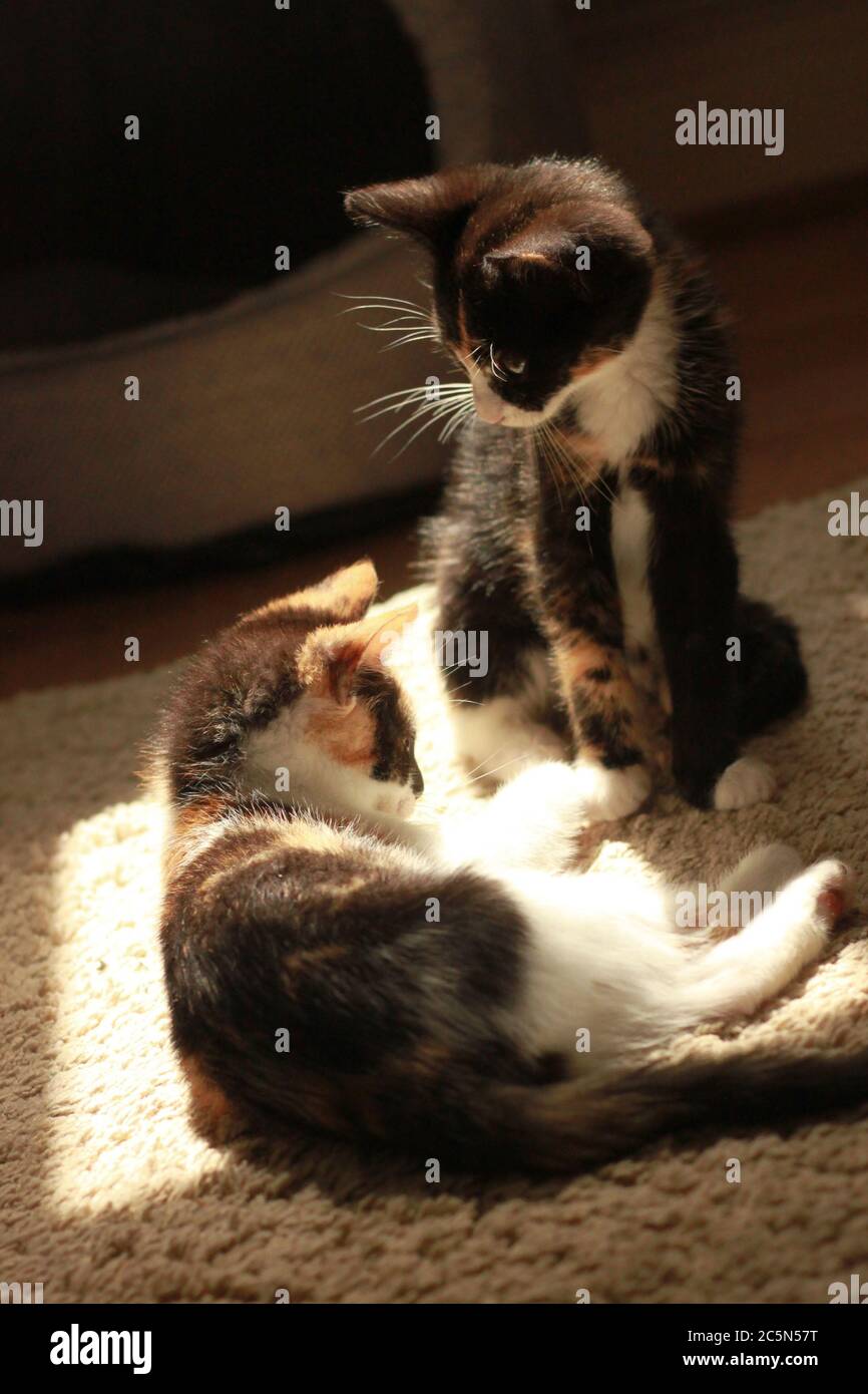 Chatons Calico/tortoiseshell dans un sunbeam. Banque D'Images