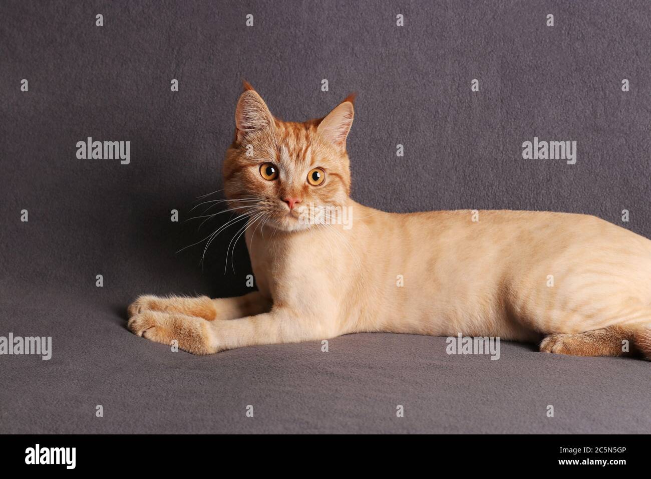 Chat de toilettage, jeune chat au gingembre très tendance sur fond gris Banque D'Images