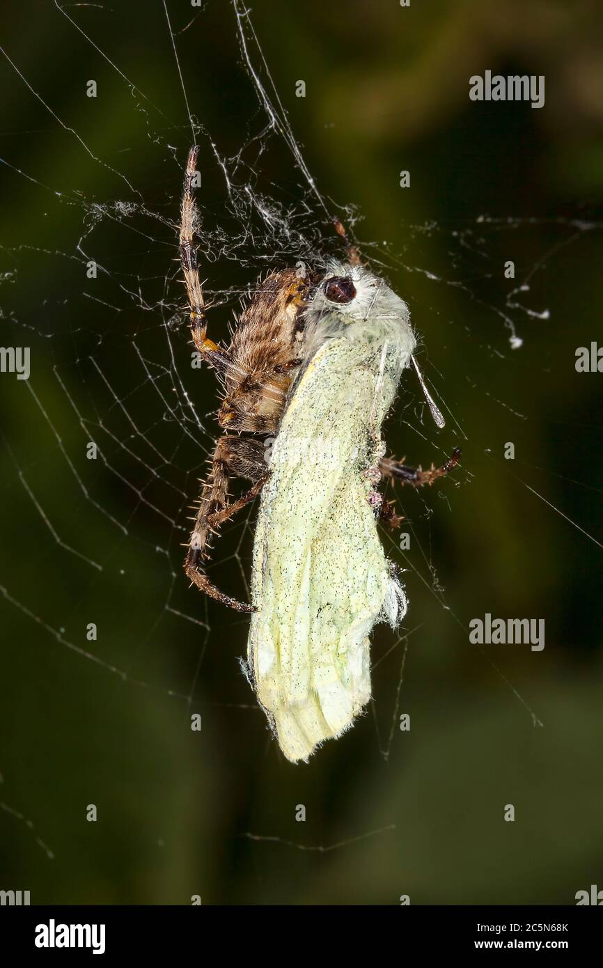 Araignée de jardin commune avec un papillon blanc de chou qu'elle a attrapé dans son web pour un repas Banque D'Images